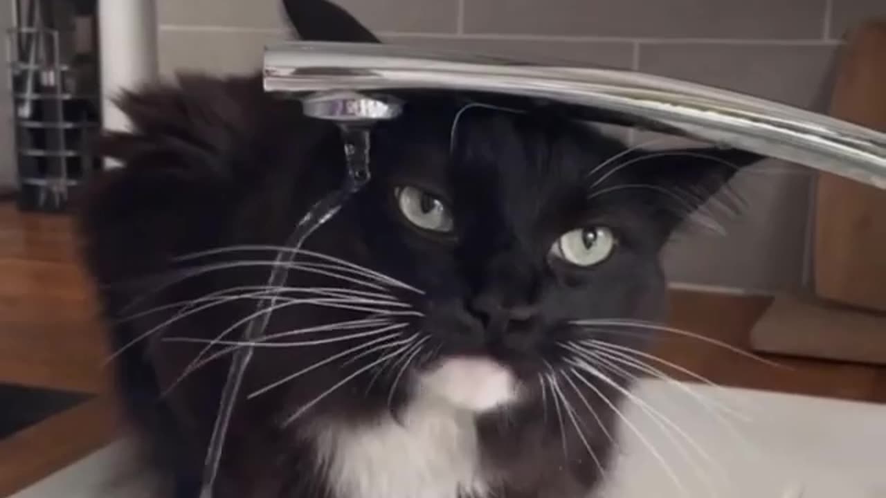 Funny Cat | Cat drinks like an Idiot