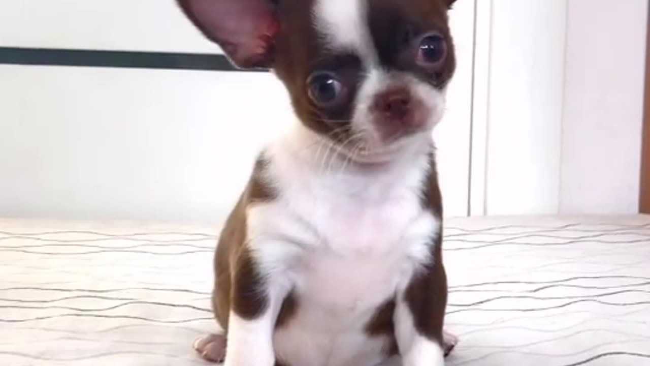 See one of the cutest dog in the wy