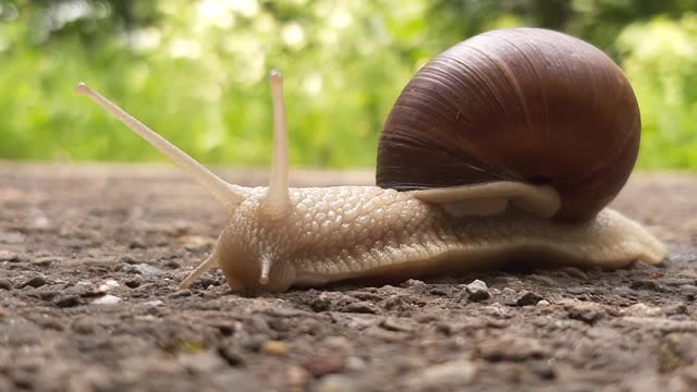 Amaze Of Snail