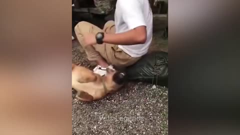 Funny Cats and Dogs interacting with humans!!