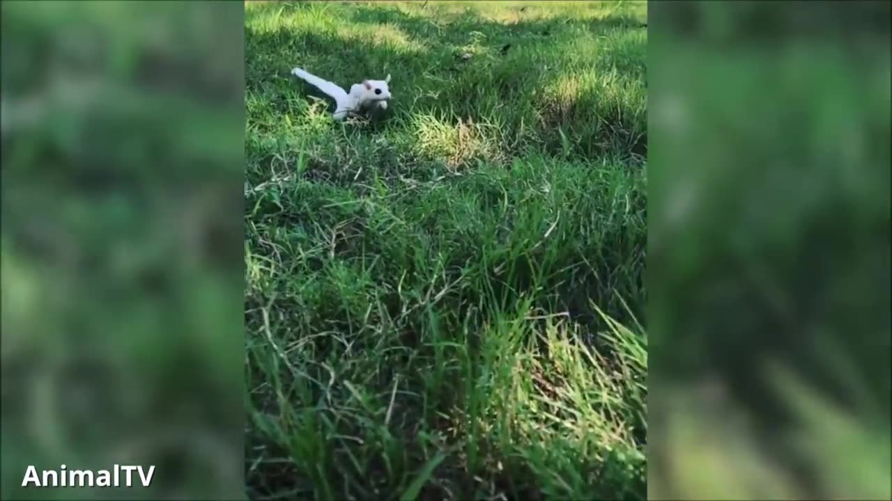 SUGAR GLIDERS Flying - Funny & Cute Compilation