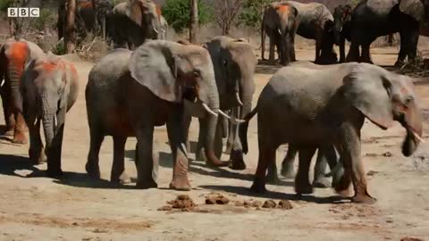 Baby Elephant's Adorable First Bath - BBC Earth_Cut