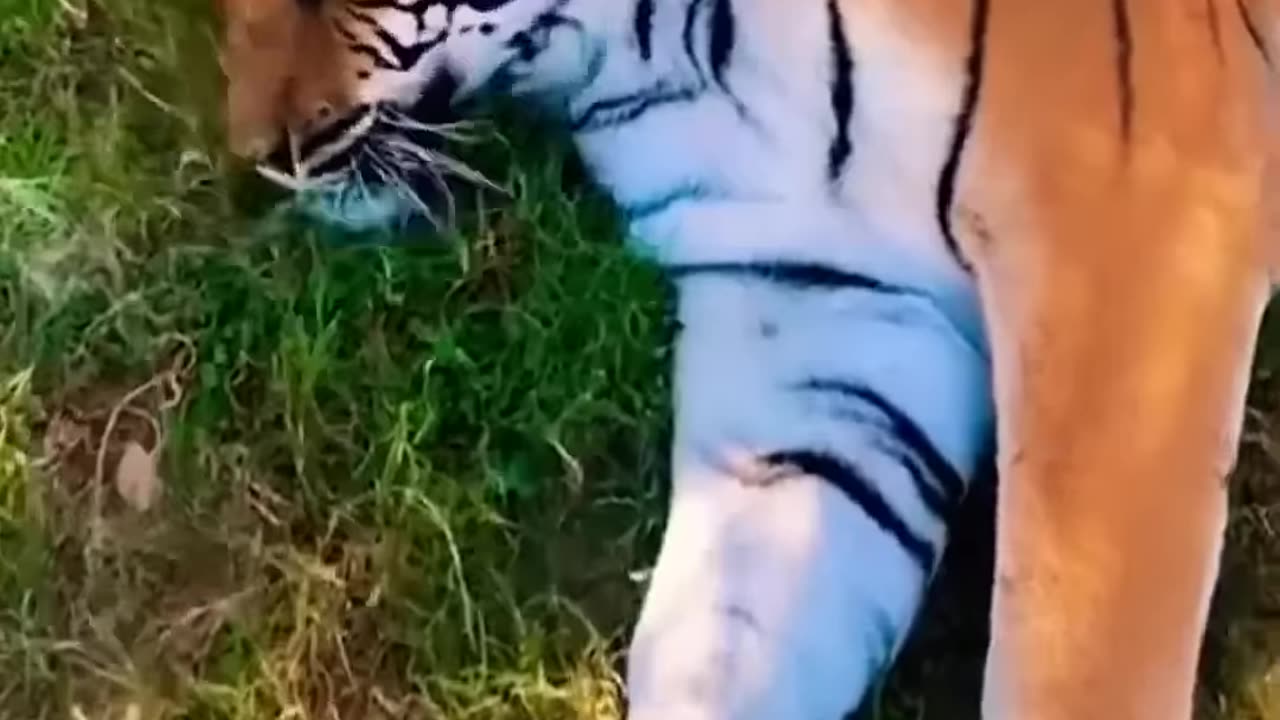 Rescued a tiger cub