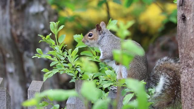 Squirrel On A Wood