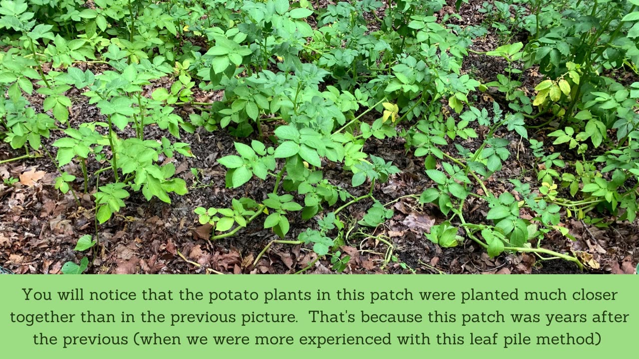 Planting Potatoes in a Leaf Pile