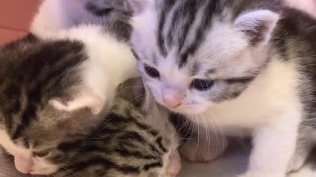 The kitten likes sleeping