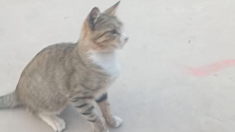 funny cat friend