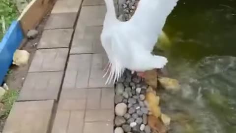 Strange goose!