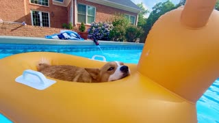 Holly the Corgi Relaxes Aboard the USS Corg