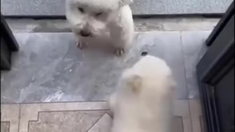 Fun Animals - Cats and Dogs funny videos 🐶😹😂