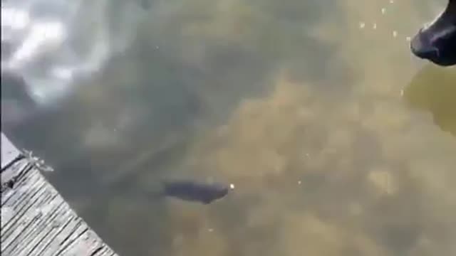 Dog Catches A Fish