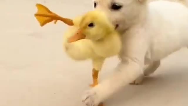 Cute Dog Rescue a Duck on the street