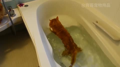 Funny dogs