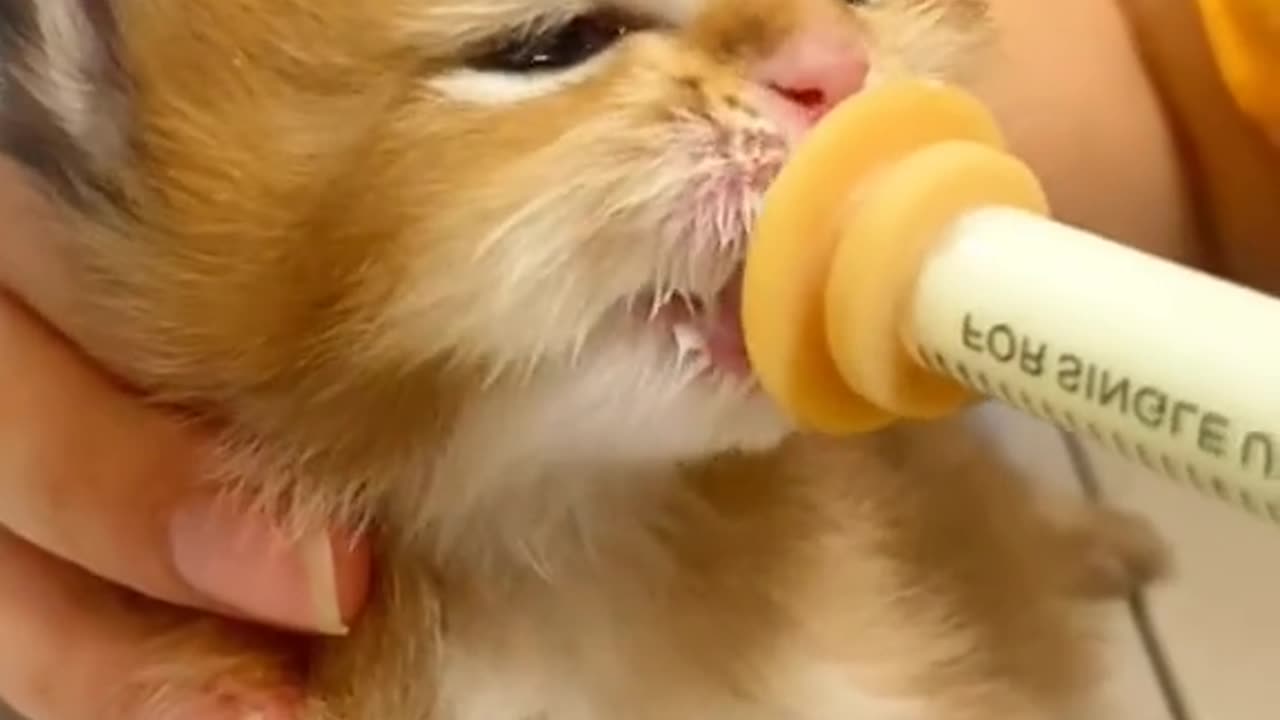 "Milk Mustache Moments: A Sweet Kitten's Milklicious Adventure"