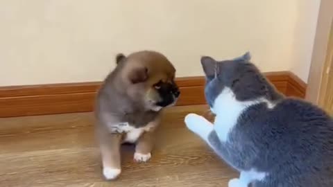 Cats and dogs funny videos