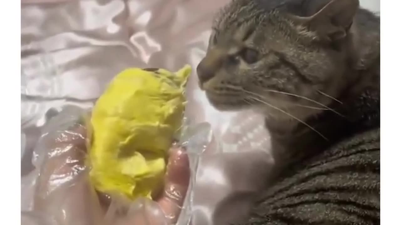 🤢🤮 Speculation | Unusual Claims: Do Hoomans Eat Poo Poo? | BizarreNotions | FunFM