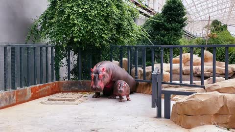 The overbearing hippo of big and small king