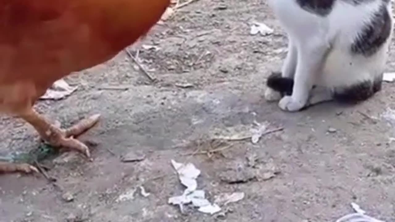 Funny video hen nd cat 😺