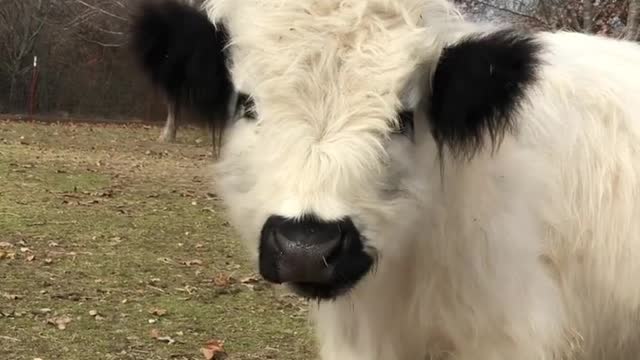 Just a mini cow chewing his cud