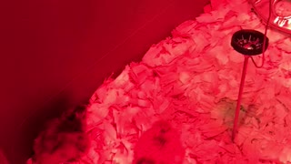 Hatching chicks