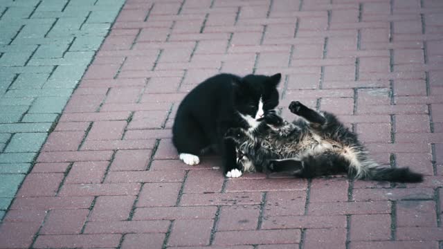 Cats play on the street / 貓在街上玩