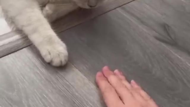 Funny animal 🤣 Video