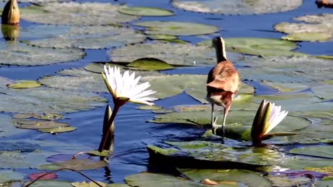 Chi Lu dances ballet on water