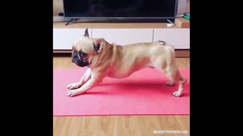 Dog Exercise Happly at Home