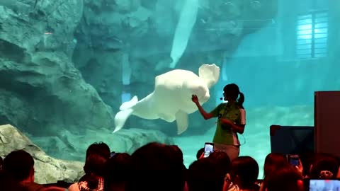 Cute beluga greetings Nagoya Aquarium