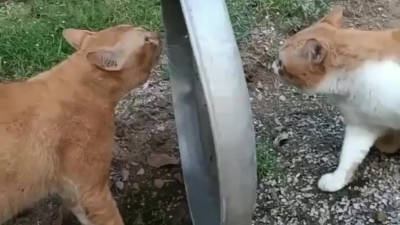 New Funniest Animals 2023 😂 Daily Funny Cats and Dogs Videos 😺🐶 Part 12