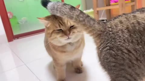 funny cat video