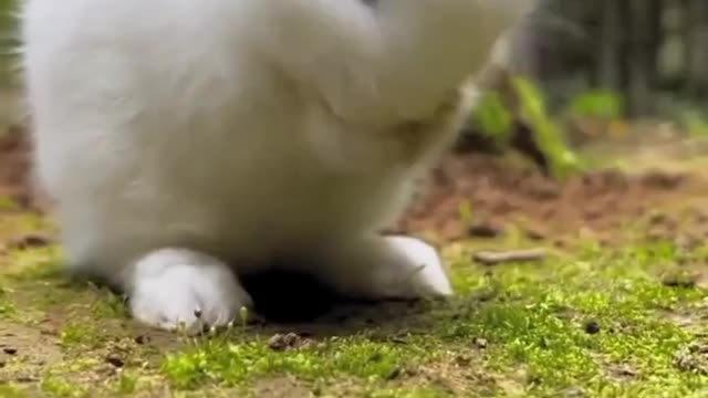 Cute Rabbit 🐇 is so busy in eating