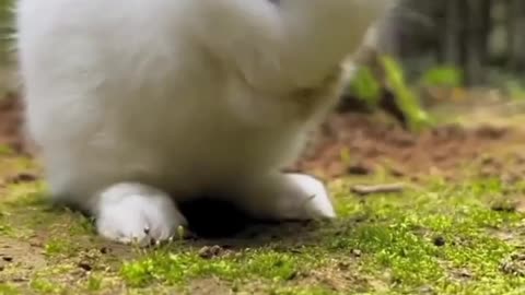 Cute Rabbit 🐇 is so busy in eating