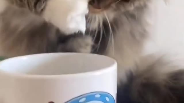 A cute cat must be cute.😂