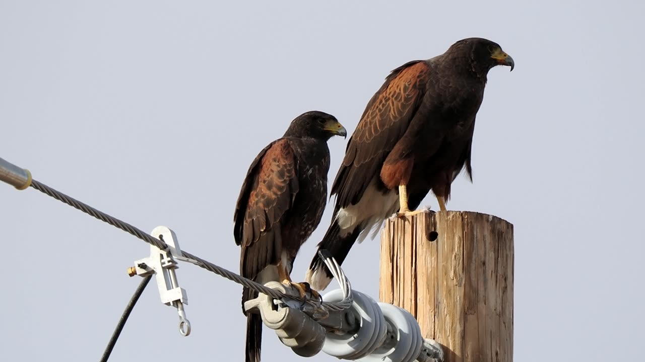 Harris's Hawks