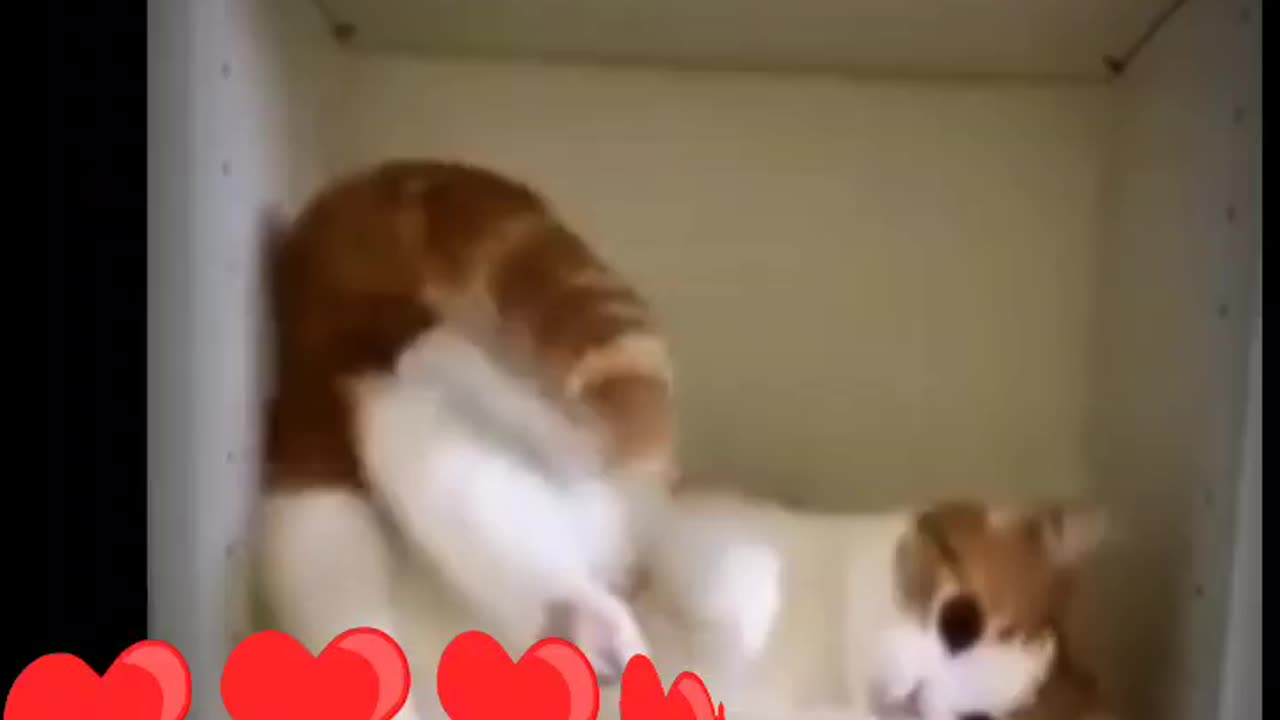 Cat Masti