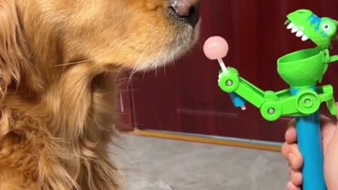 Dog: Just because I'm good-natured doesn't mean I won't bite! funny dog videos