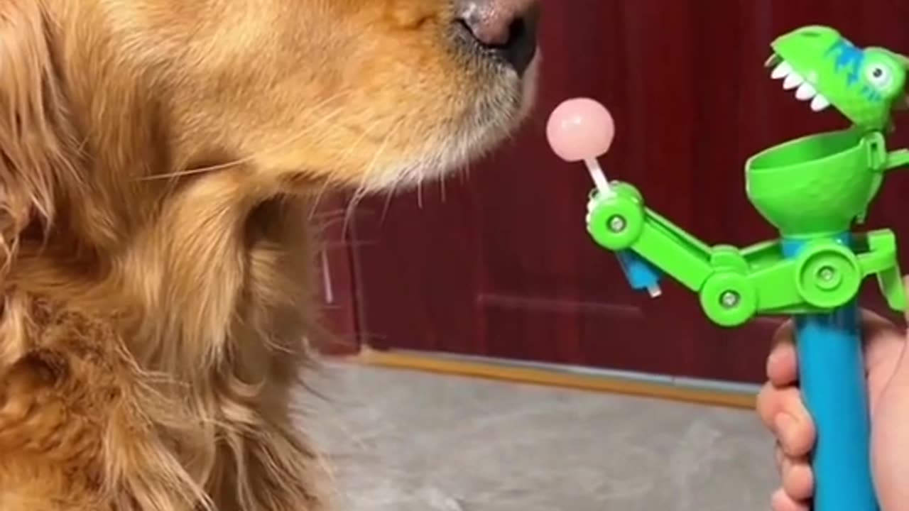 Dog: Just because I'm good-natured doesn't mean I won't bite! funny dog videos