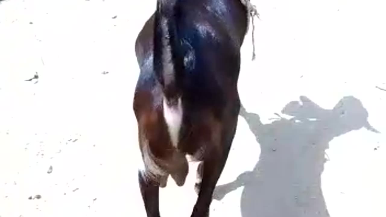 goat Running