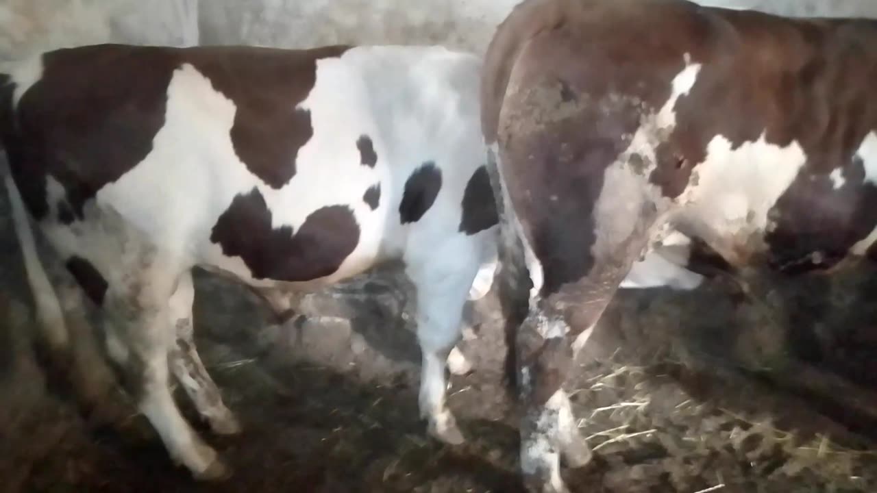 Funny videos cows