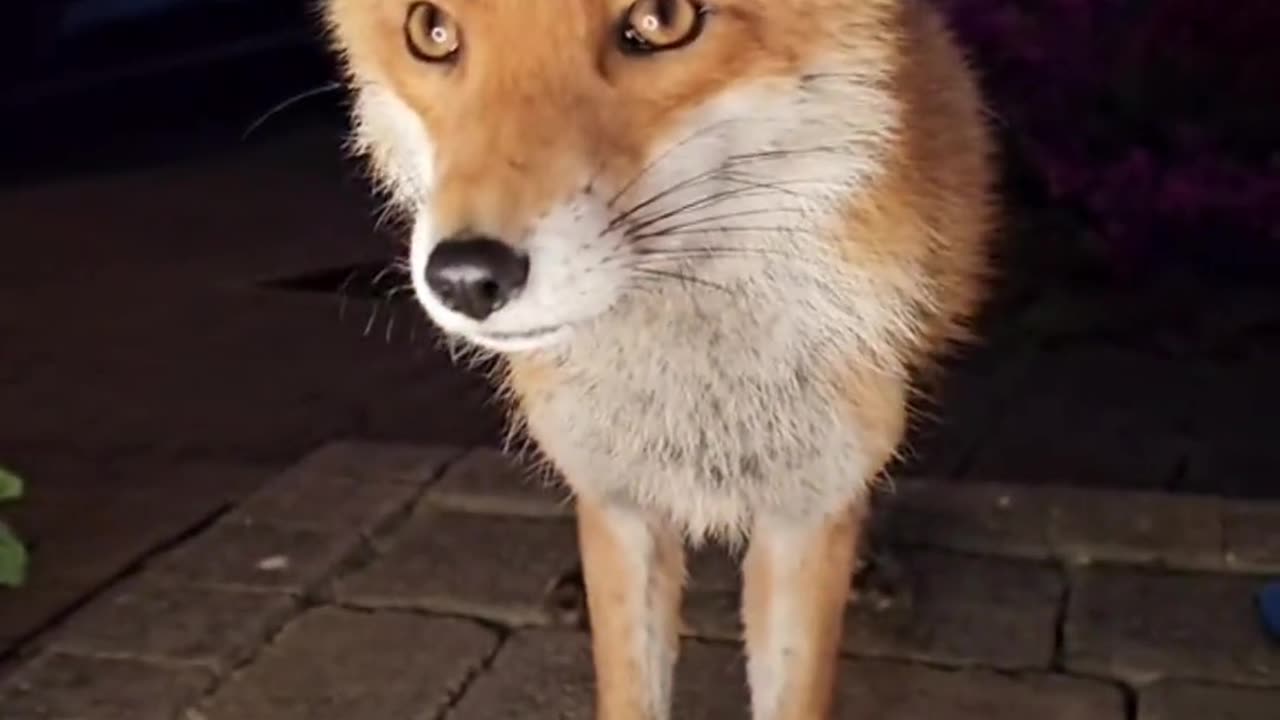 beautiful fox