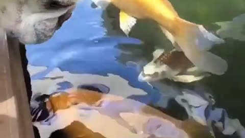 Cute Koi vs Idoit Puppy