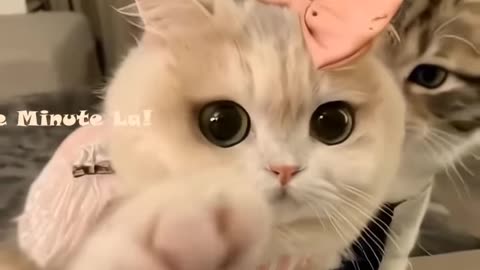 🥰🥰🥰 Funny Cats Shorts Video!