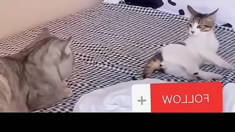 Pet funny videos