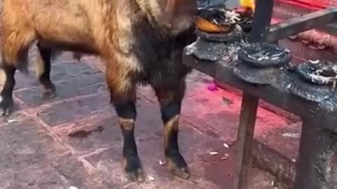 Goat's act