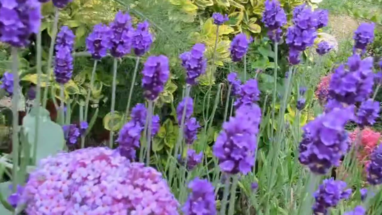 Bees...
