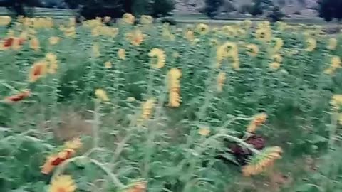 Sunflower video