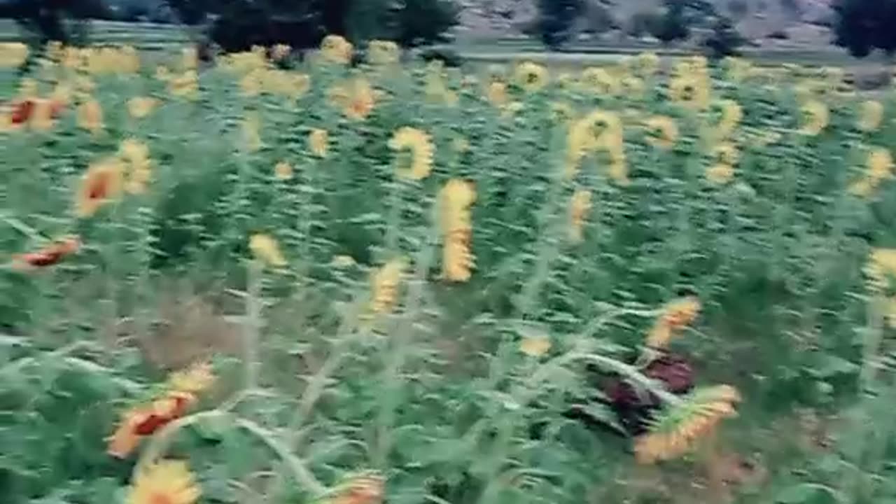 Sunflower video