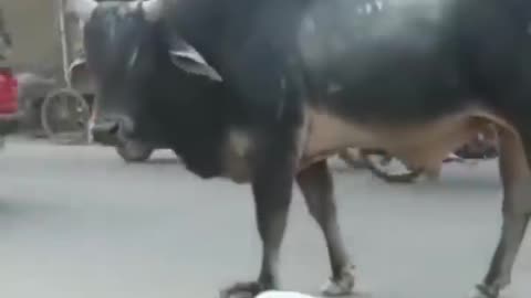 Bull vs Drunk Man