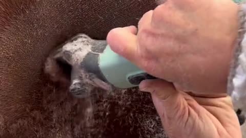Just wait for it 😍😍 #horse #clipping #foryou #satisfying #bodyshop